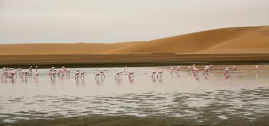 flamingo dune walvis Bay önünde bir grup
