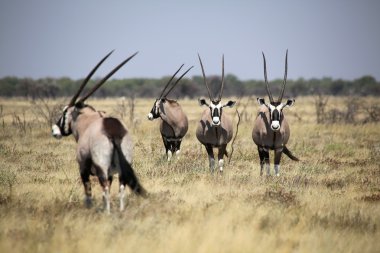 gemsbok etkin ulusal park grubu