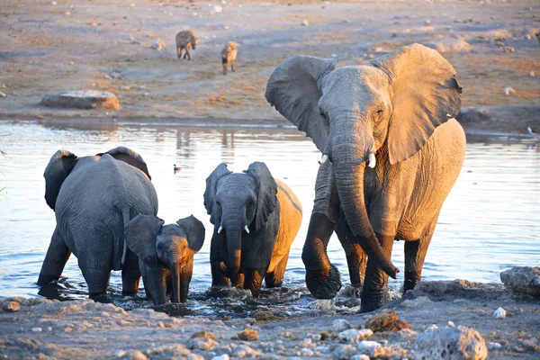 A group of elephants near a water hole in etosha — Stock Photo, Image