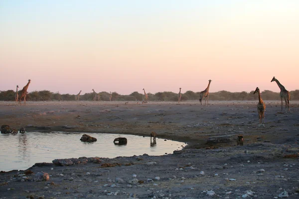 Sepuluh jerapah di dekat mata air di etosha — Stok Foto