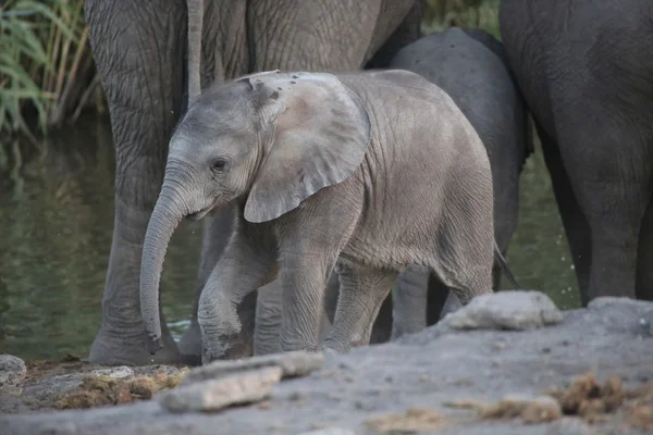 A baby elephant in etosha national park namibia — Stock Photo, Image