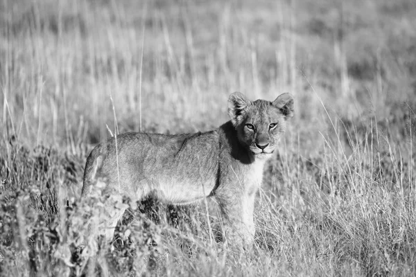 Um leão bebé no parque nacional de etosha — Fotografia de Stock