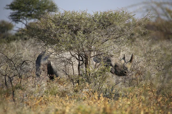 Un rinoceronte negro en el parque nacional de Etosha — Foto de Stock