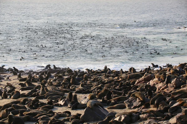 Una colonia de foca de piel en la capa cruz namibia —  Fotos de Stock