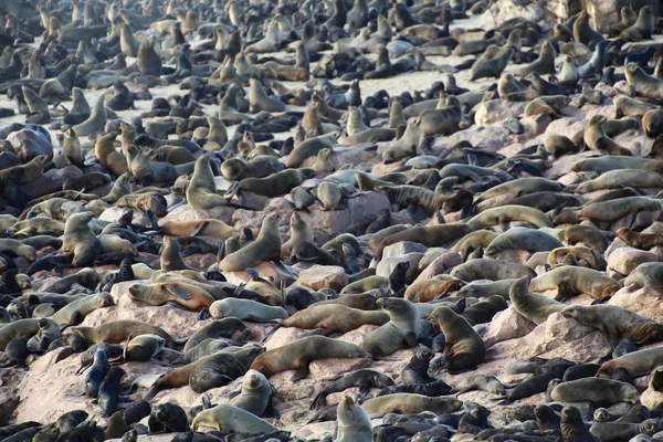 Una colonia de foca de piel en la capa cruz namibia — Foto de Stock
