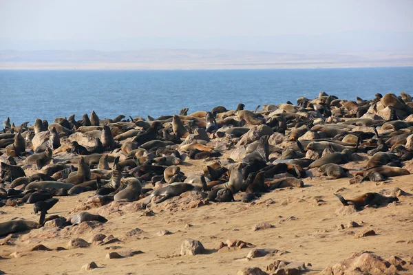 Koloni segel bulu di tanjung lintas namibia — Stok Foto