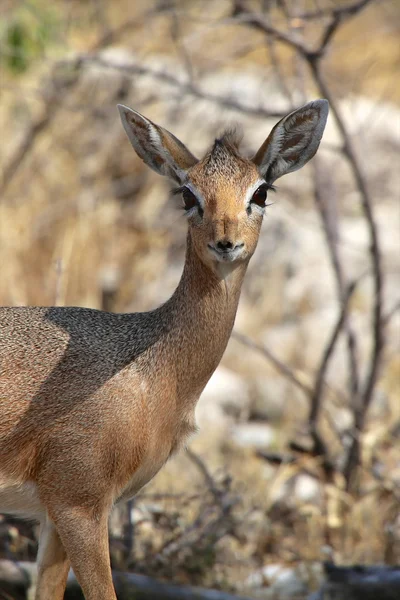 Een dikdik op etosha national park Namibië — Stockfoto