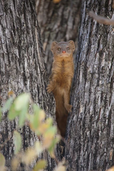 Una mangosta enana en etosha parque nacional namibia — Foto de Stock