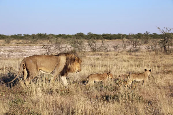 En far lejon och hans två ungar i etosha — Stockfoto