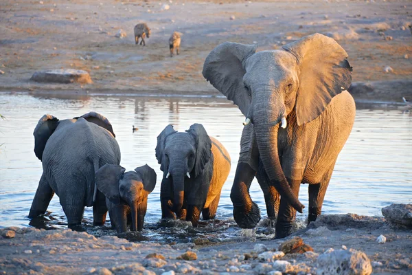 Een groep van olifanten in de buurt van een water-gat in etosha — Stockfoto