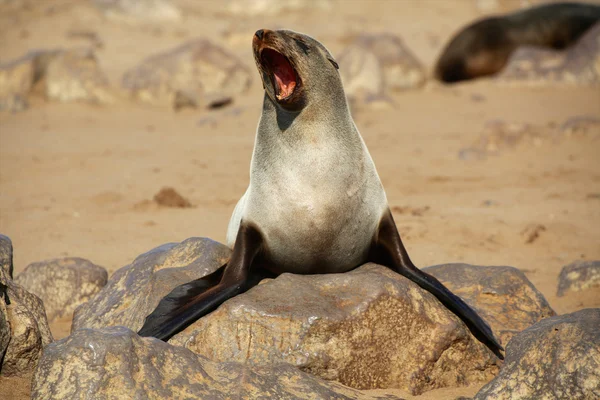 Una foca de piel en la capa cruz namibia — Foto de Stock