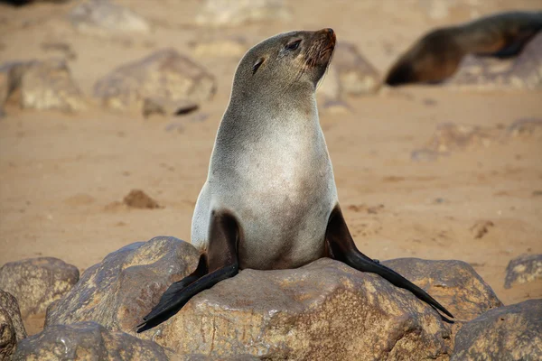 Una foca de piel en la capa cruz namibia —  Fotos de Stock