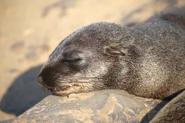 Una foca da pelliccia che dorme in namibia — Foto Stock