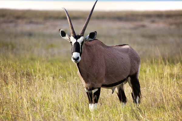 у кастрюли в Этоше
