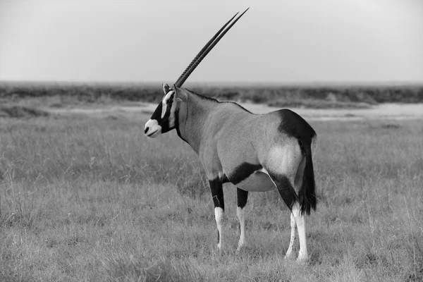 Um gemsbok perto da panela em etosha namibia (preto e branco ) — Fotografia de Stock