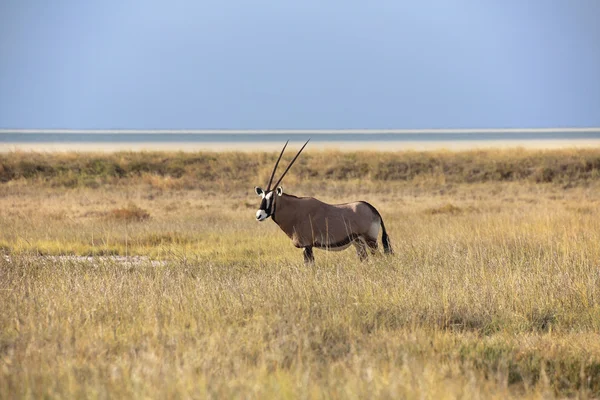 长角羚附近在纳米比亚埃托沙潘 — 图库照片