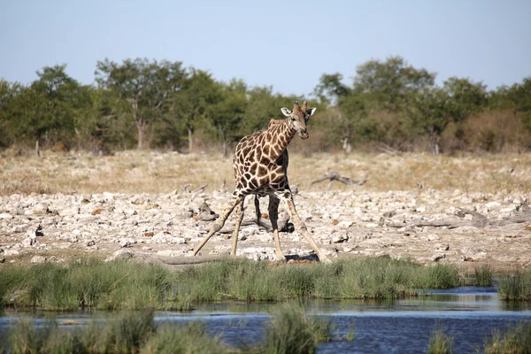 Żyrafa wody pitnej w otwór wody w etosha — Zdjęcie stockowe