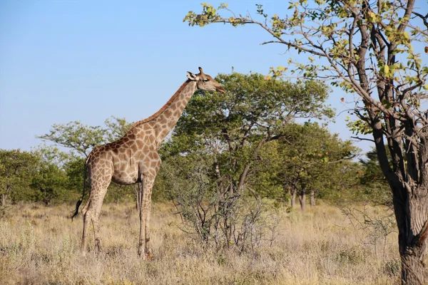 Una giraffa che mangia un albero nel parco nazionale di etosha — Foto Stock