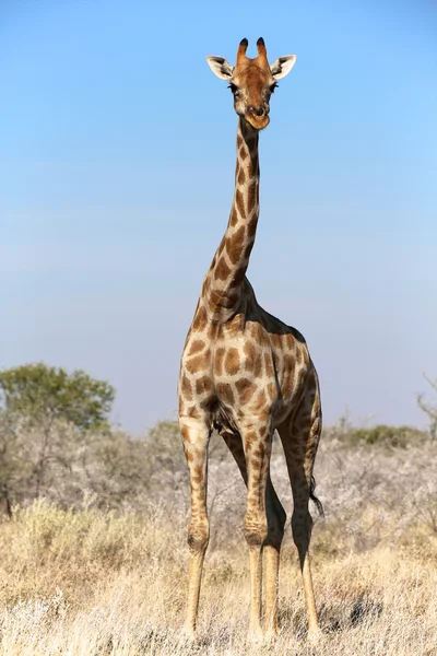 Uma girafa no parque nacional de etosha namibia — Fotografia de Stock