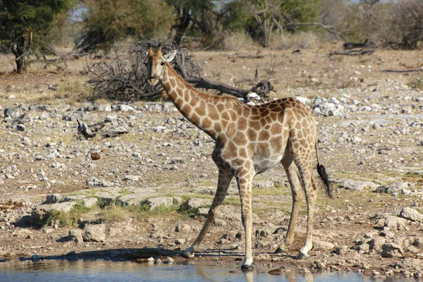 Una jirafa sorprendida en un pozo de agua en el parque nacional etosha —  Fotos de Stock