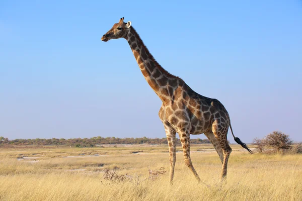 etkin, savanna yürüyüş bir zürafa