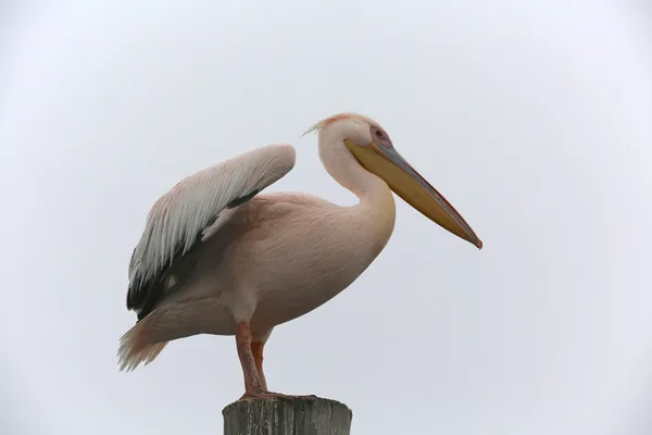 Ein großer weißer pelikan in walvis bay namibia — Stockfoto