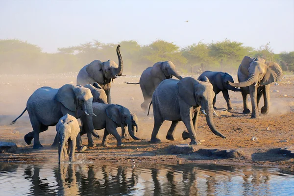 A group of elephants at water hole in etosha — Stock Photo, Image