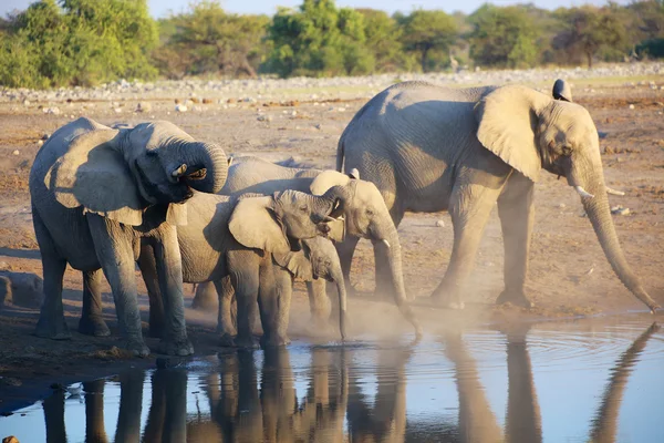 Grupa słoni w otwór wody w etosha — Zdjęcie stockowe