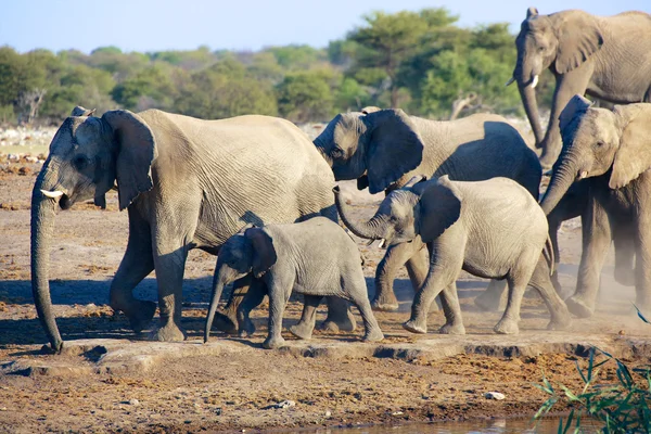 Een groep van olifanten in de buurt van een water-gat in etosha — Stockfoto