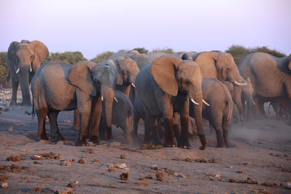 Un grupo de elefantes cerca de un agujero de agua en etosha —  Fotos de Stock