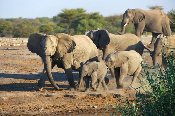 A group of elephants near a water hole in etosha — Stock Photo, Image