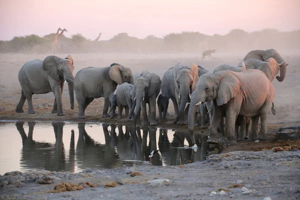 A group of elephants near a water hole in etosha namibia — Stock Photo, Image