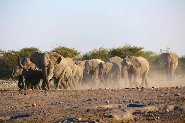 Een groep van olifanten in de buurt van een water-gat in etosha — Stockfoto
