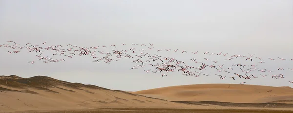 Un groupe de flamants roses devant une dune à Walvis Bay — Photo