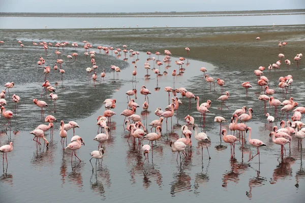 Walvis Bay flamingoları grubu — Stok fotoğraf