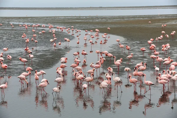 Un groupe de flamants roses dans la baie walvis — Photo