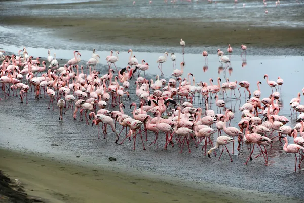 Bir grup flamingoları walvis bay Namibya — Stok fotoğraf