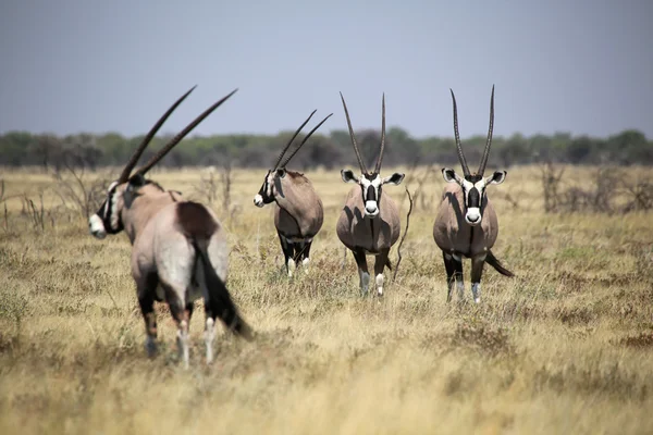 Un gruppo di gemsbok nel parco nazionale di etosha — Foto Stock