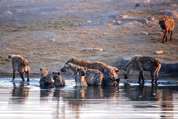 Skupina hyeny se koupal v etosha — Stock fotografie