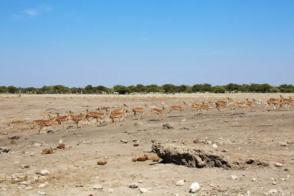 En grupp av impalor vid ett vattenhål i etosha — Stockfoto