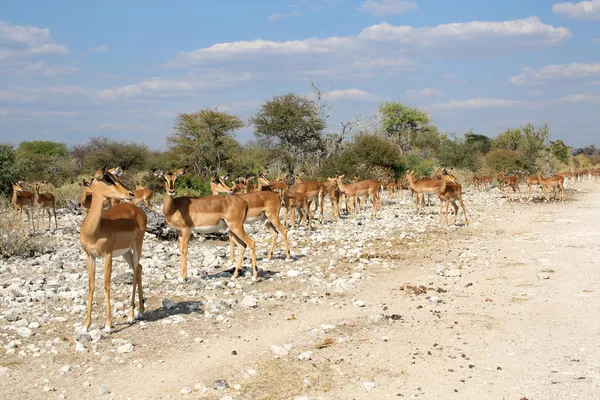 Un groupe d'impalas dans le parc national d'etosha — Photo