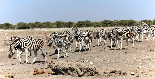 En grupp av zebror närmar sig ett vattenhål i etosha — Stockfoto