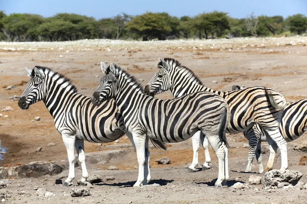 Grupa zebry w waterhole w etosha — Zdjęcie stockowe