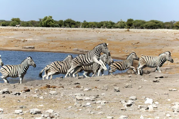 En grupp av zebror vid ett vattenhål i etosha — Stockfoto