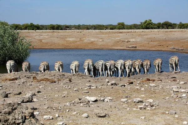 A group of zebras at a waterhole in etosha — Stock Photo, Image