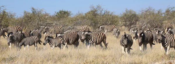 Skupina zebry v národním parku etosha — Stock fotografie