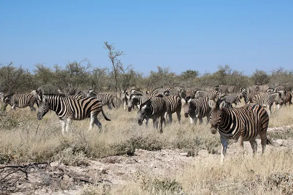Um grupo de zebras no parque nacional de etosha — Fotografia de Stock