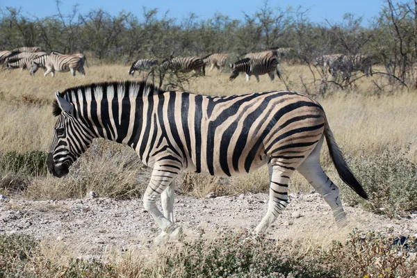 A group of zebras in etosha national park — Stock Photo, Image