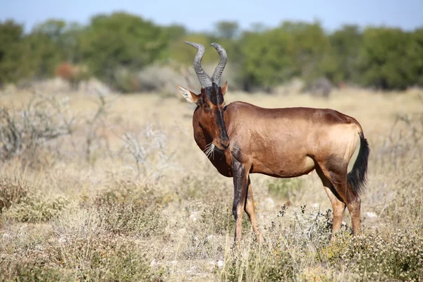 Μια αντιλόπη της Αφρικής που τρώει χόρτο σε etosha εθνικό πάρκο — Φωτογραφία Αρχείου