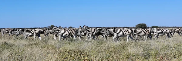 A herd of zebras in etosha — Stock Photo, Image